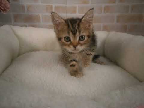 617346 アメリカンショートヘアー