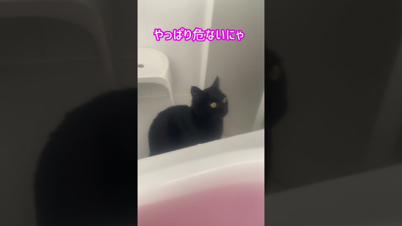 #Shorts　飼い主お風呂中溺れそうになる黒猫～めっちゃ鳴く猫　№423　cat videos