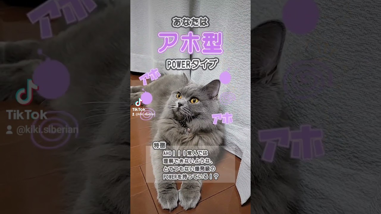 あざとかわいいはずなのに、サムネがアホ😭【サイベリアン・キキのKIKICHANNEL】 #shorts #サイベリアン #猫