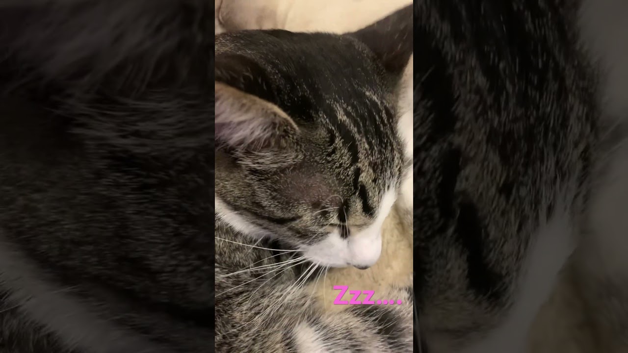 夢見る猫たち〜トンキニーズ　キジシロ