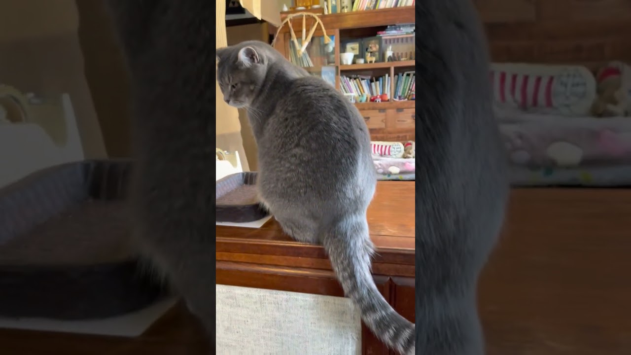 #風の猫　シッポをゆらゆら..　トレーに乗ろうかどうしようか考える猫...　#shorts