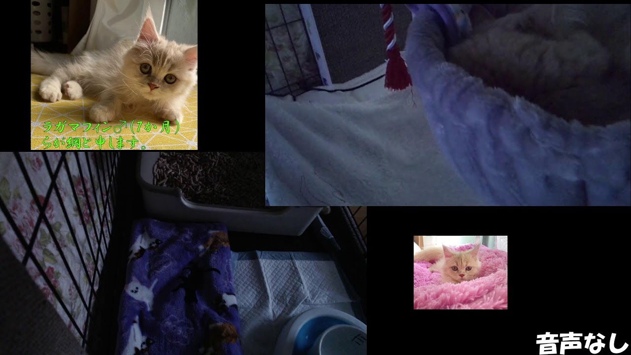 ラガマフィン子猫 らが綱の配信 #cat #猫