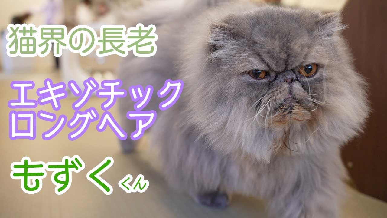 猫界の長老!?エキゾチックロングヘアのもずくくん紹介