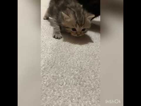 スコティッシュフォールド 【シルバーパッチドタビー】大きな瞳の可愛いレディー❤️