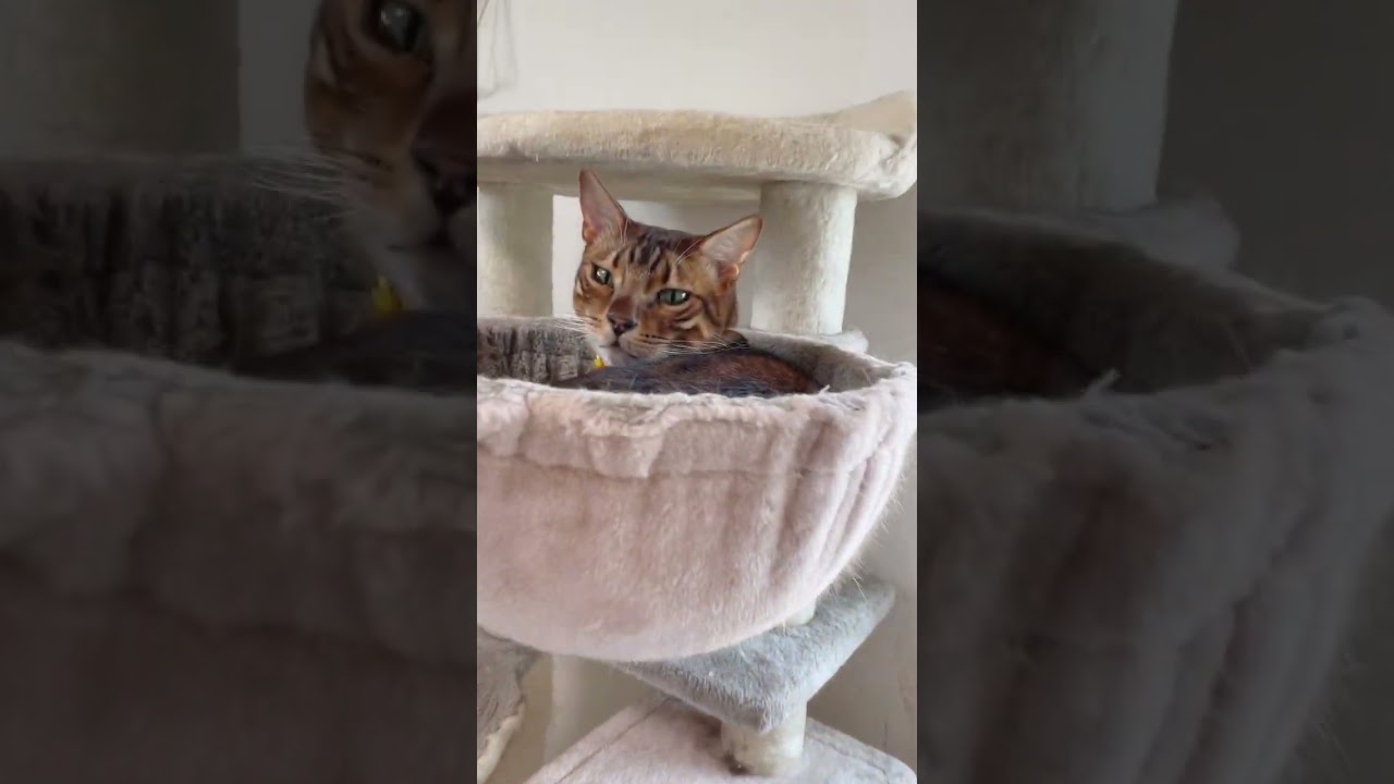 トド猫が走ってくれません…（猫レースダイジェスト2/1）