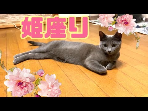 【猫】生意気な座り方をする猫