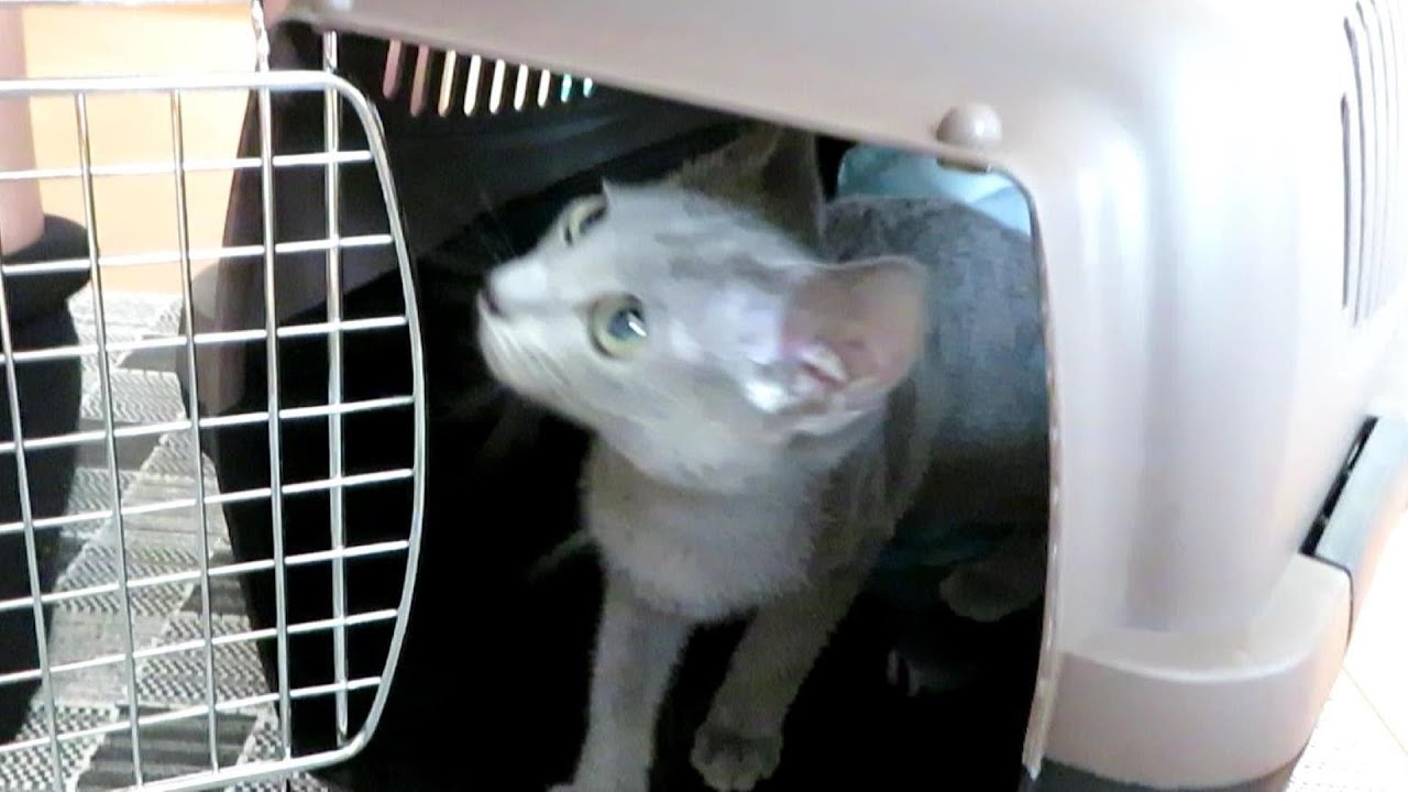生後３か月の猫ちゃん受け入れ初日【ロシアンブルー】ドタバタの様子はこちら