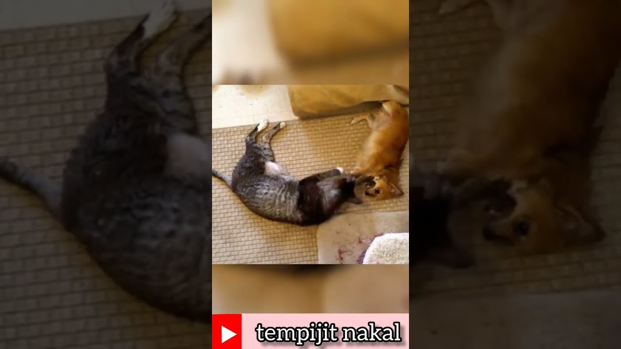 CORNISH REX CAT #shorts  #funny  #viral #cat