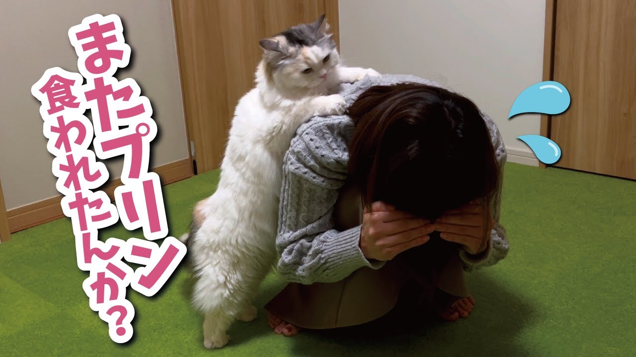 号泣してる奥さんを必死にはげましてくれる猫【関西弁でしゃべる猫】