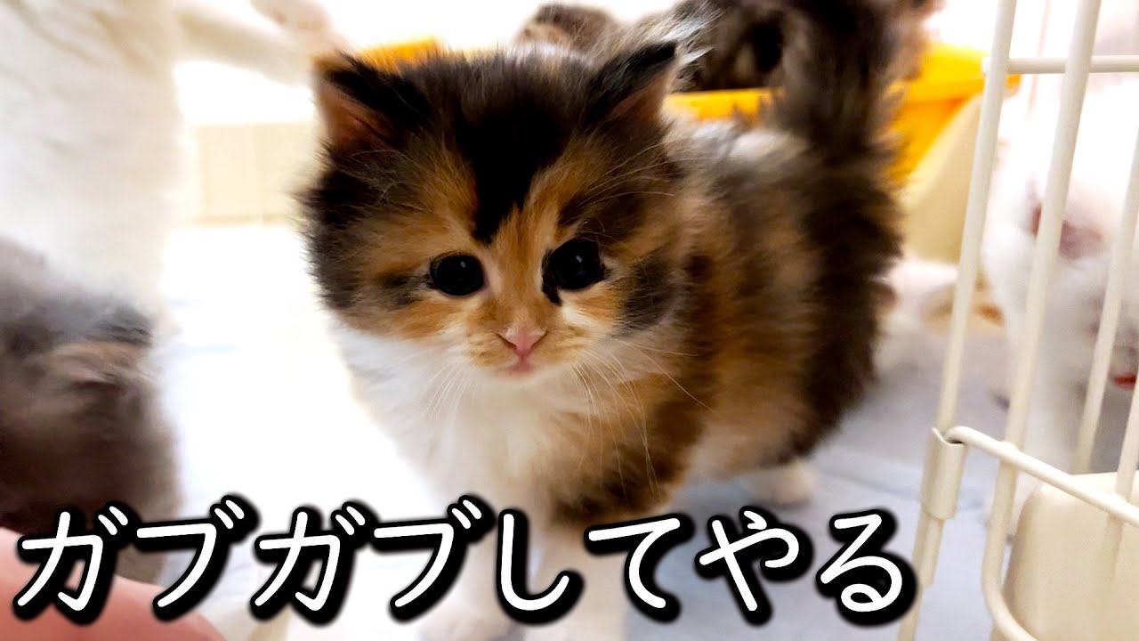 【マンチカンの子猫】部屋から出ようとする子猫達をガブガブして邪魔した件 ∼猫のいる生活Vol.606∼ 出産動画 マンチカン短足・ミヌエット・ペルシャ猫専門ブリーダー『ペット蔵人』【子猫の成長記録】