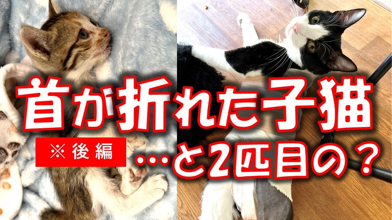 ～後編～首の骨が折れた全身麻痺子猫と、緊急搬送された全身麻痺子猫