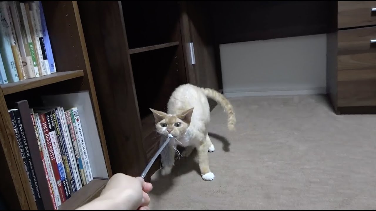 仕事の後、ずっと大人しく待っててくれたデボン猫との遊びです。