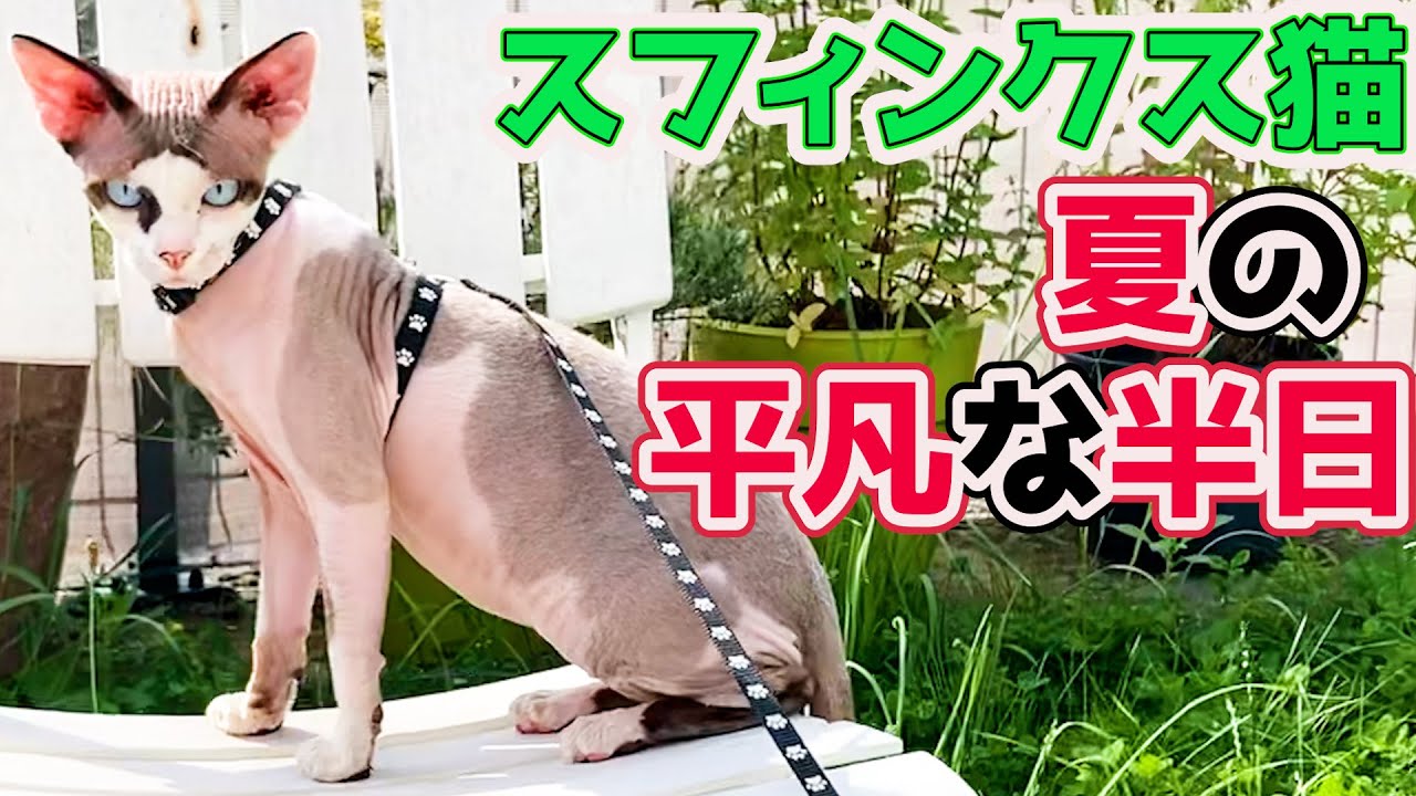 139:スフィンクス猫の平凡な半日