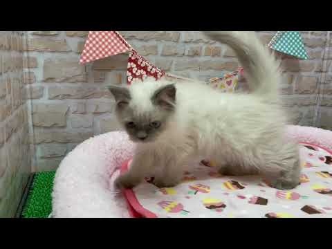 Coo&RIKU　No536895　ヒマラヤン