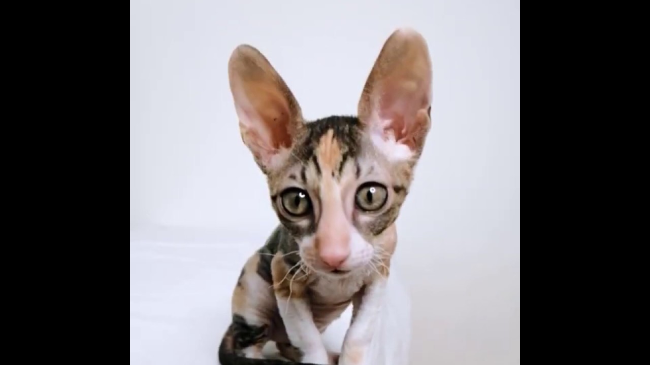 Cornish rex kitten