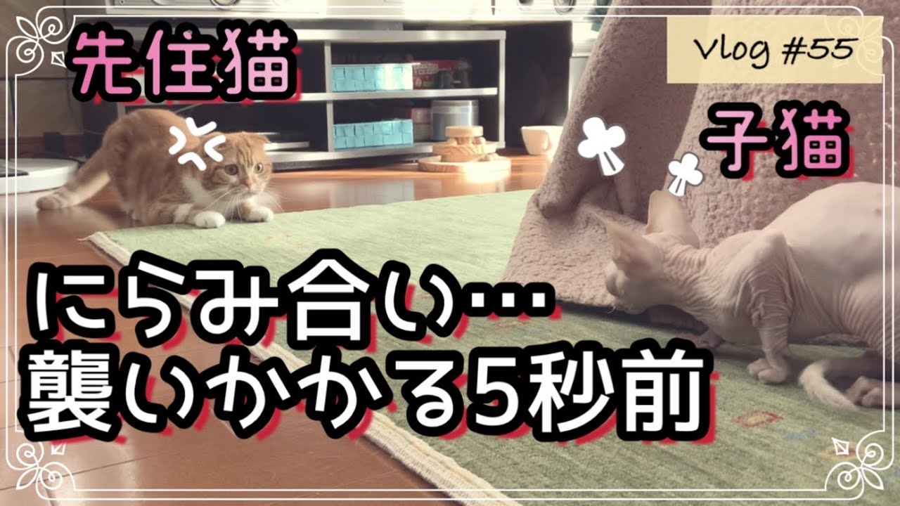スフィンクス子猫とスコティッシュが一緒に過ごすとこうなる…～お迎え10日目～