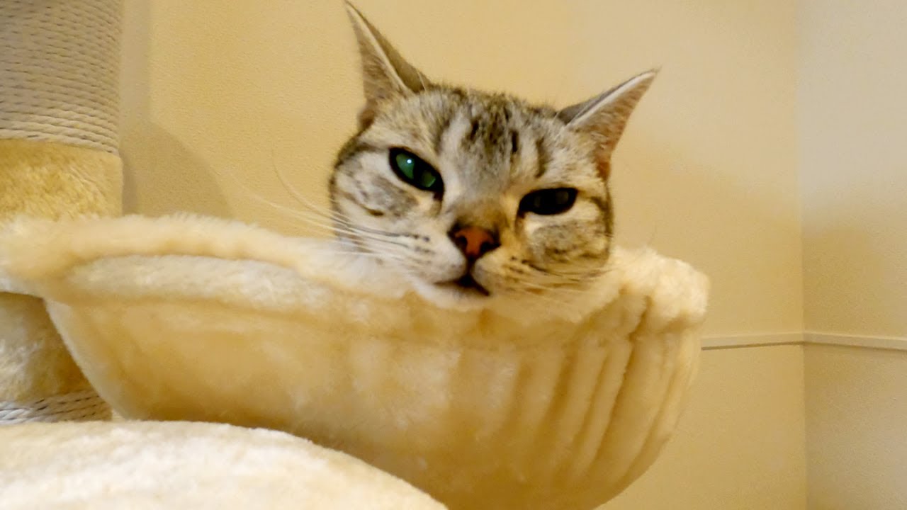 ハンモックにすっぽり入ってる猫【アメリカンショートヘアー】