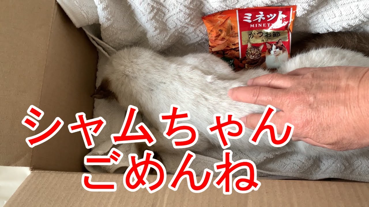 保護するはずの仔ネコのシャムちゃんが天国に🌈遅くなってごめんね…