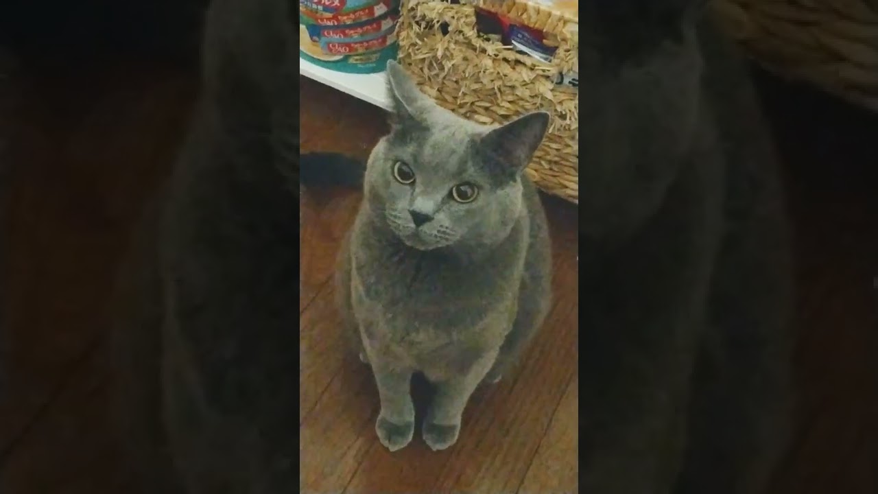 シャルトリュー いつのまにかイカ耳