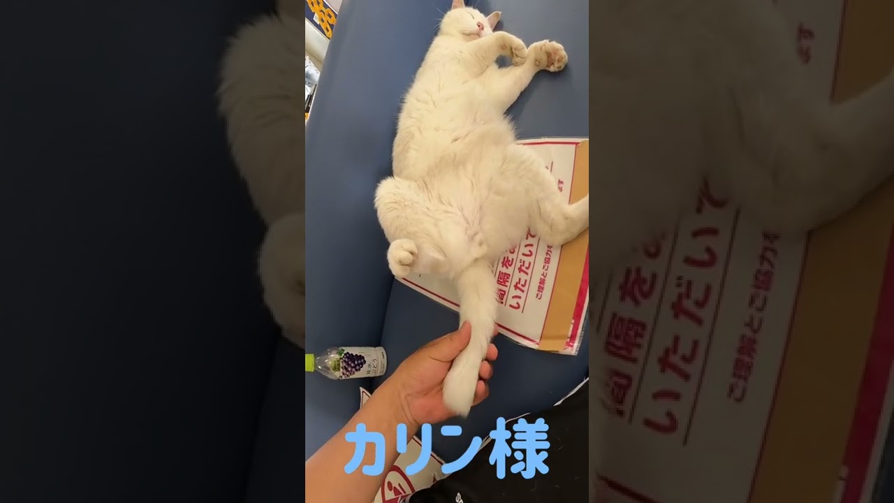 あの凶暴猫のカリン様 今日はしっぽも許してくれた Ferocious cat #shorts