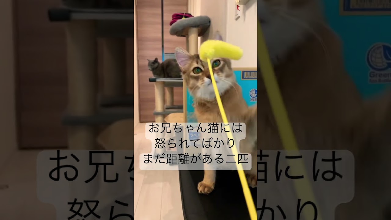 楽しく遊んでる弟を優しく見守る兄 #ロシアンブルー #ソマリ #癒し猫動画