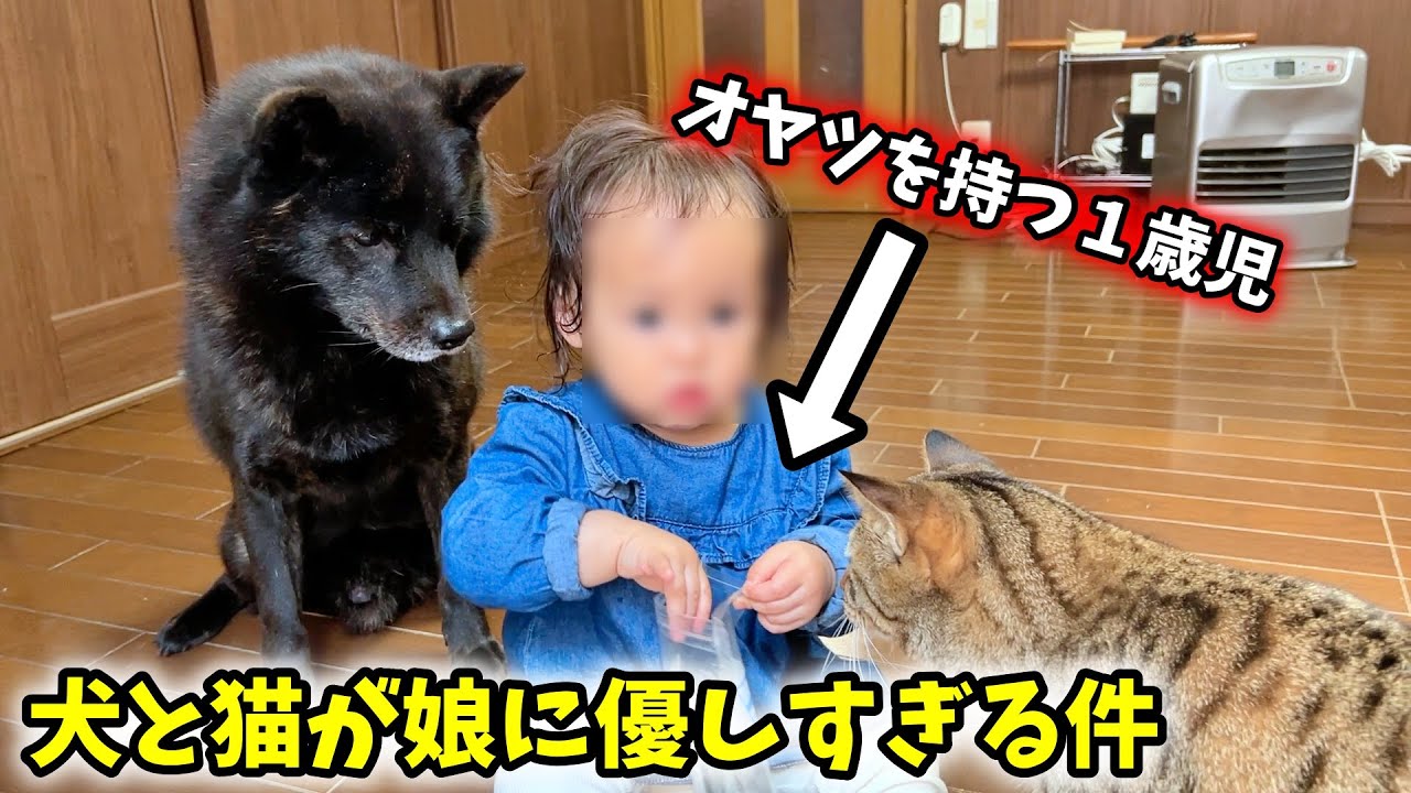 【ホッコリ】オヤツ袋を持った娘に対する犬猫の行動が凄い！よくできた子達です