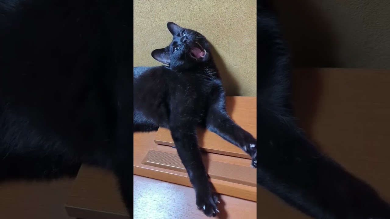 屋根に猫がいる?🐈 - Cats saw it - #shorts