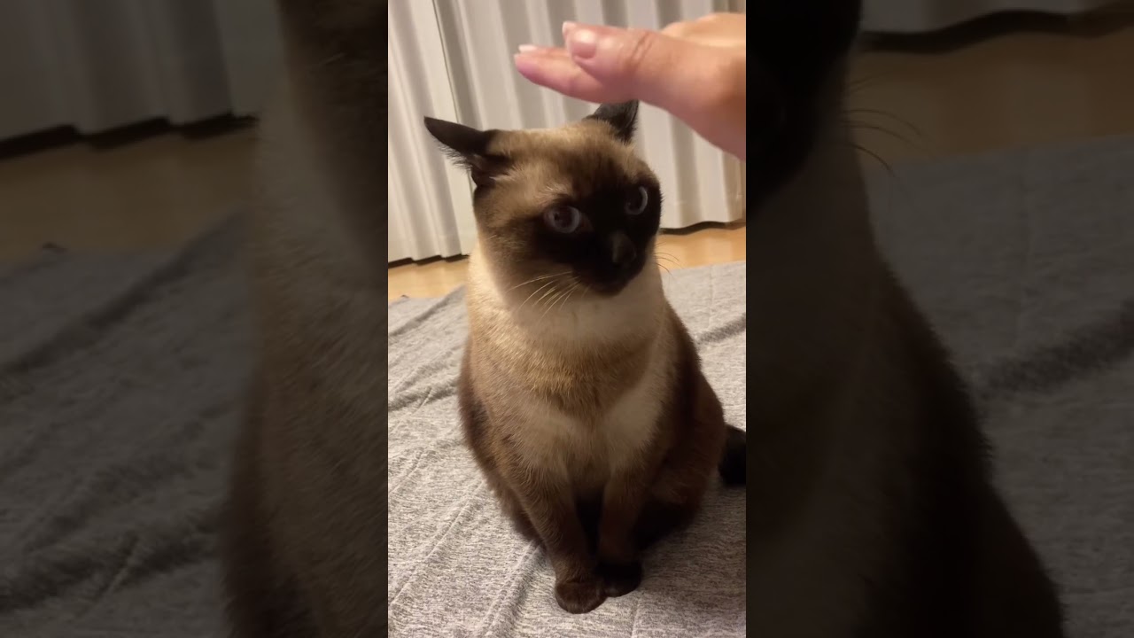 なでられ待ちのシャム猫