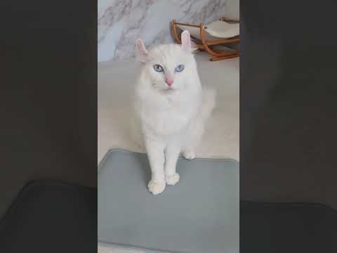 【猫なのに…】 『お手』と『おかわり』ができる猫 #shorts #アメリカンカール #猫動画