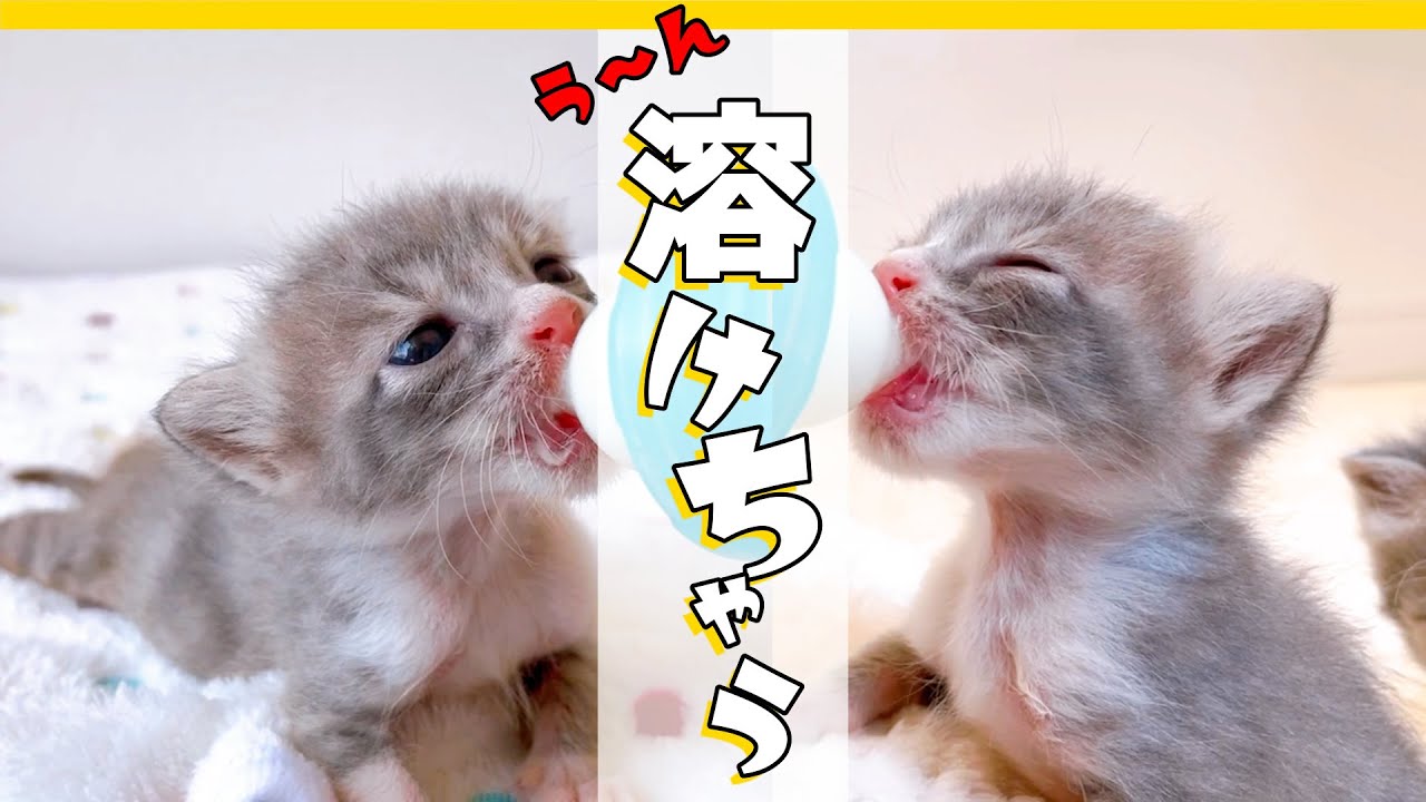 子猫のミルク三昧「チュパチュパやめられにゃいねー」★保護猫生活18日目