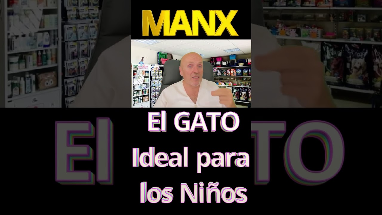 💈 MANX LOS GATOS IDEALES PARA LOS NIÑOS 💈 CARACTERÍSTICAS DE LOS GATOS