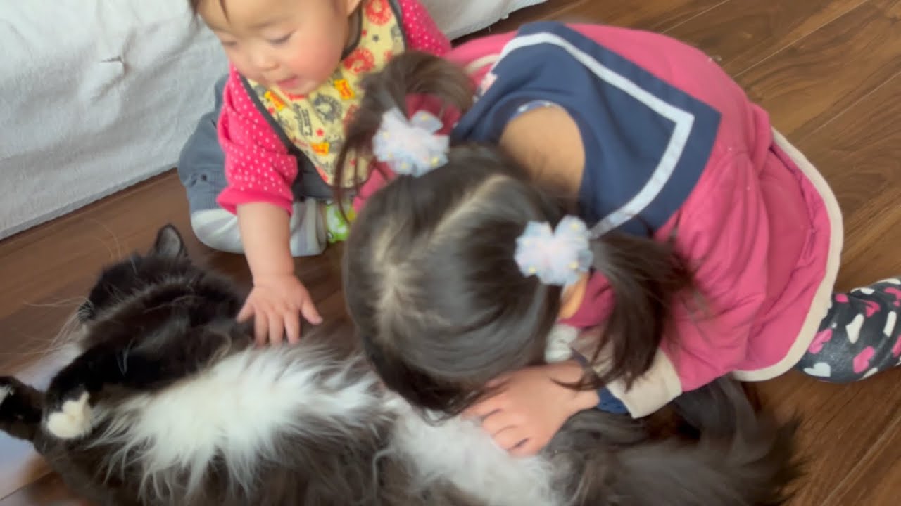 モフモフのお腹で姉妹を誘惑する猫　ラガマフィン　Cat showing belly to seduce sister