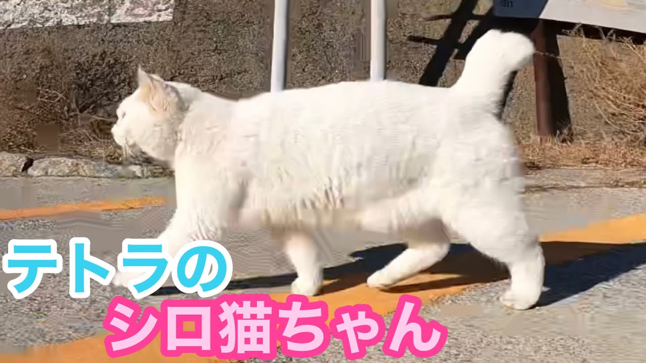 テトラのシロ猫ちゃんがハウスから出てすぐはポッカポカ‼️Japanese cats