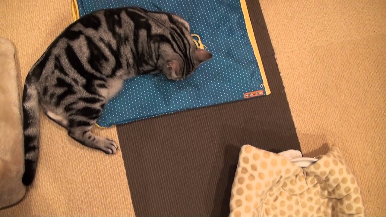 酔いどれ猫達～チンチラ・アメショ・オシキャット～