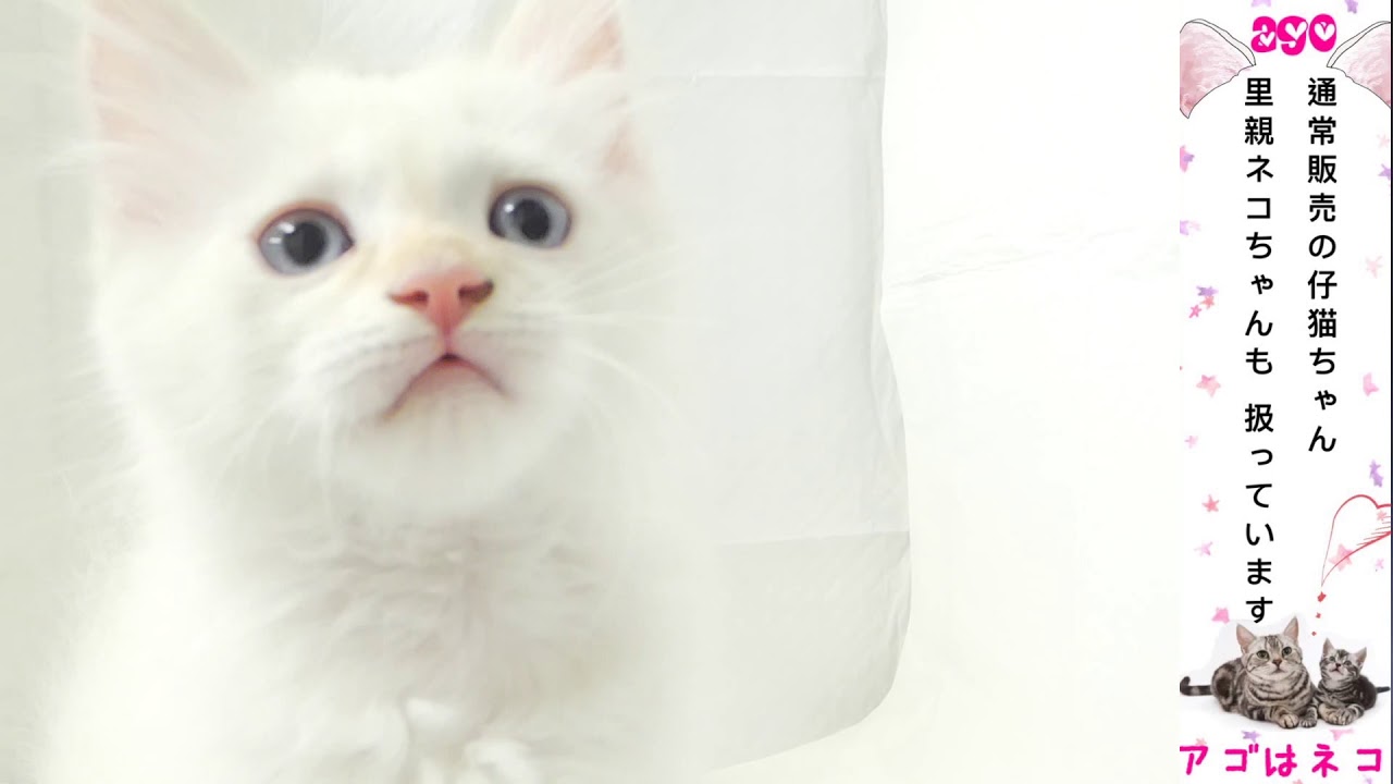 母ラグドール×父ヒマラヤン　アゴはネコ