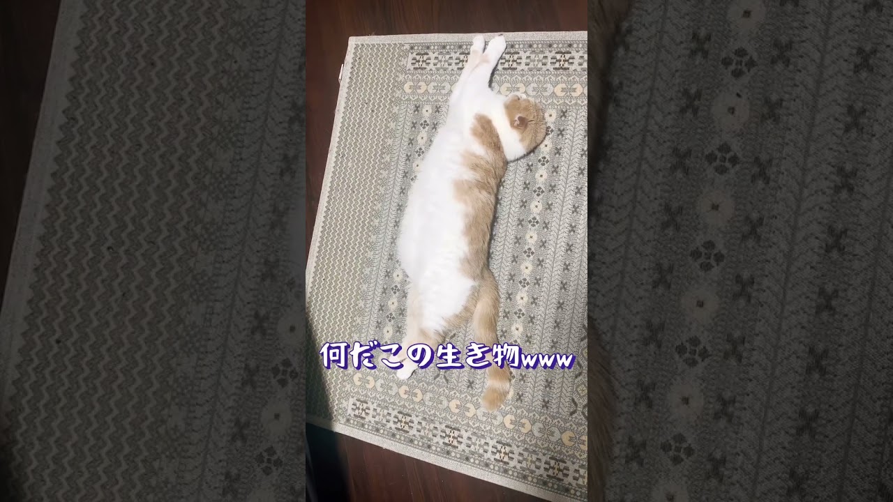 伸びきった猫が可愛すぎた🐱　スコティッシュフォールド