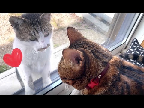 地域猫がうちの美人猫に惚れた様で他のオス野良猫と縄張り争い始めました