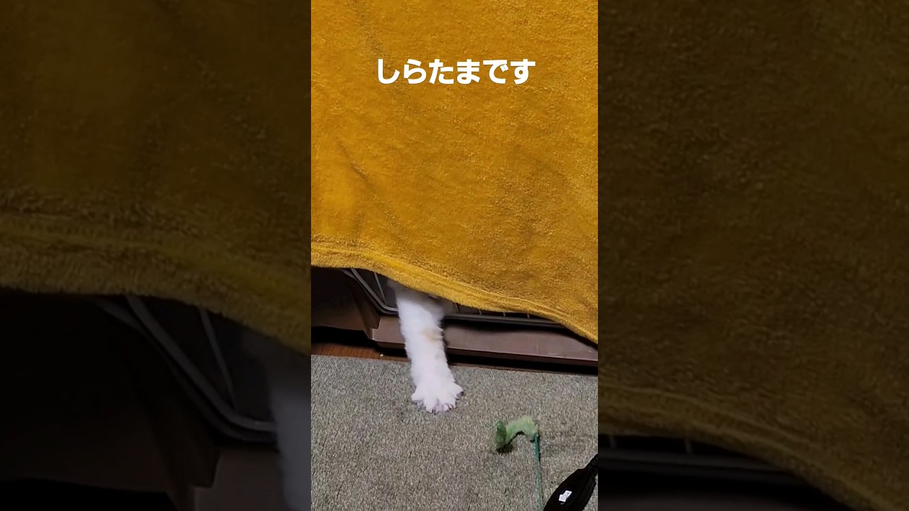 【子猫】行ける気がしてる猫 #ラガマフィン #shorts #猫動画