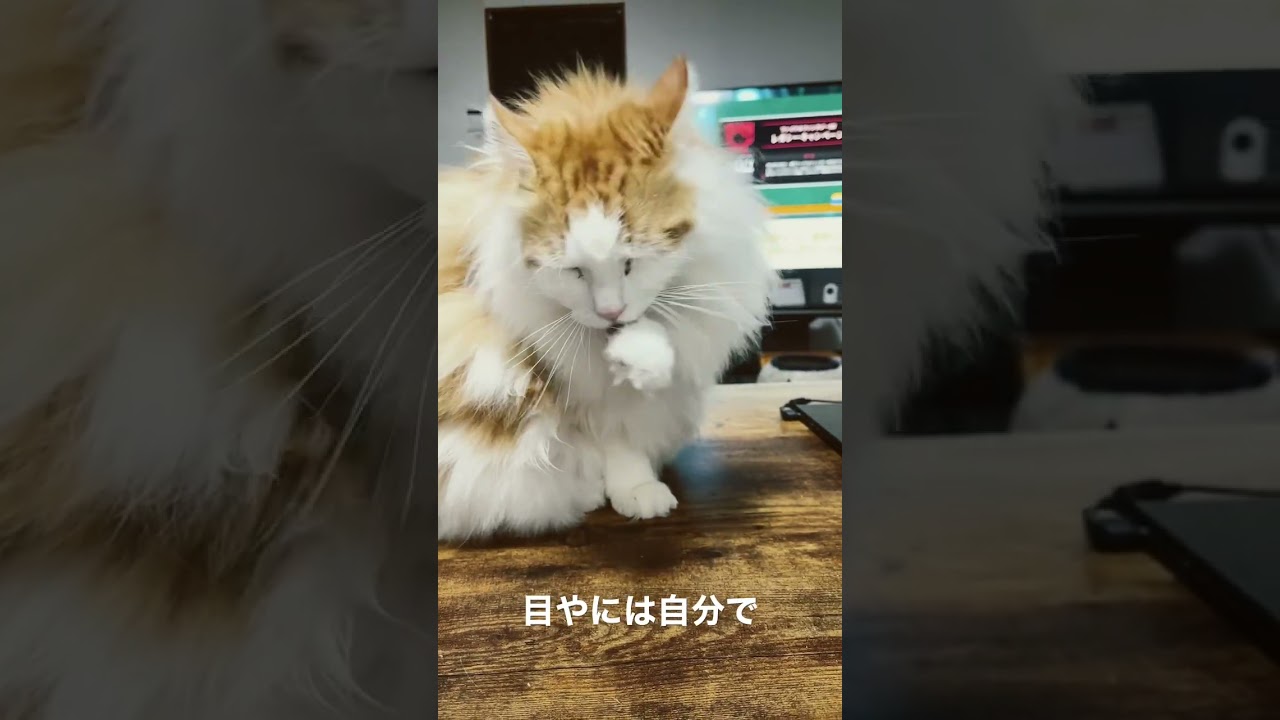 ノルウェージャンと暮らす☺️〜Living with a Norwegian Forest Cat☺️〜