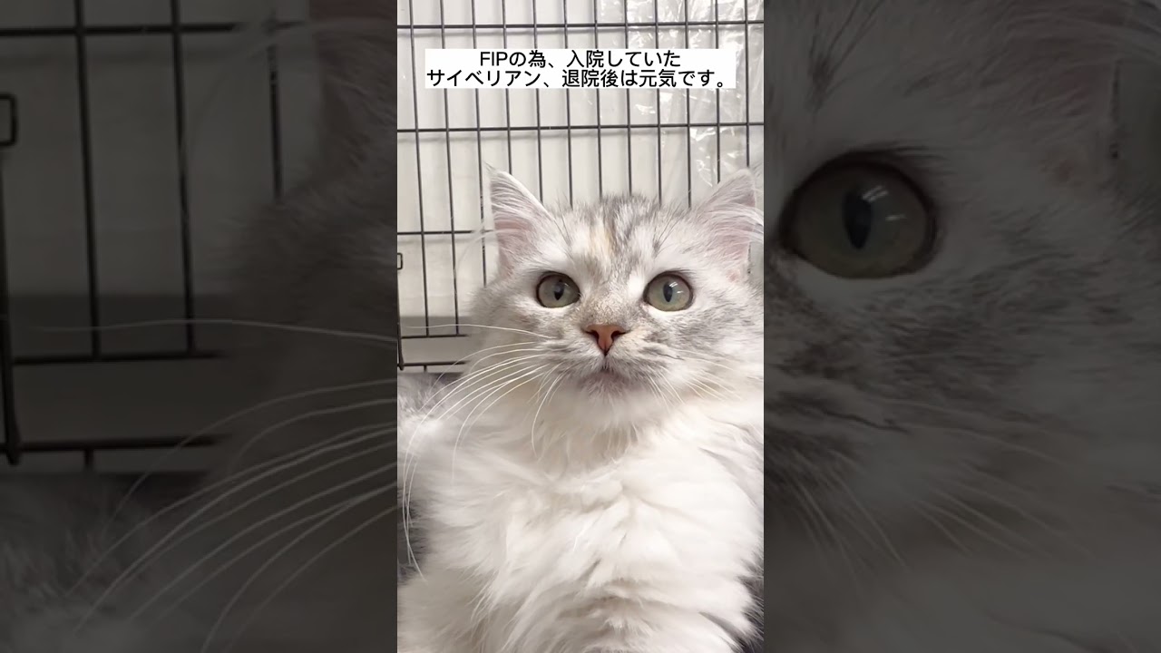 #里親募集中 #サイベリアン #fip猫