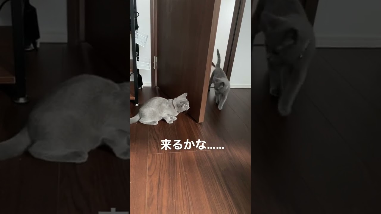 ドッキリ大成功！イタズラ好きなシャルトリューが可愛い #猫 #シャルトリュー #猫のいる暮らし #chartreux #shorts