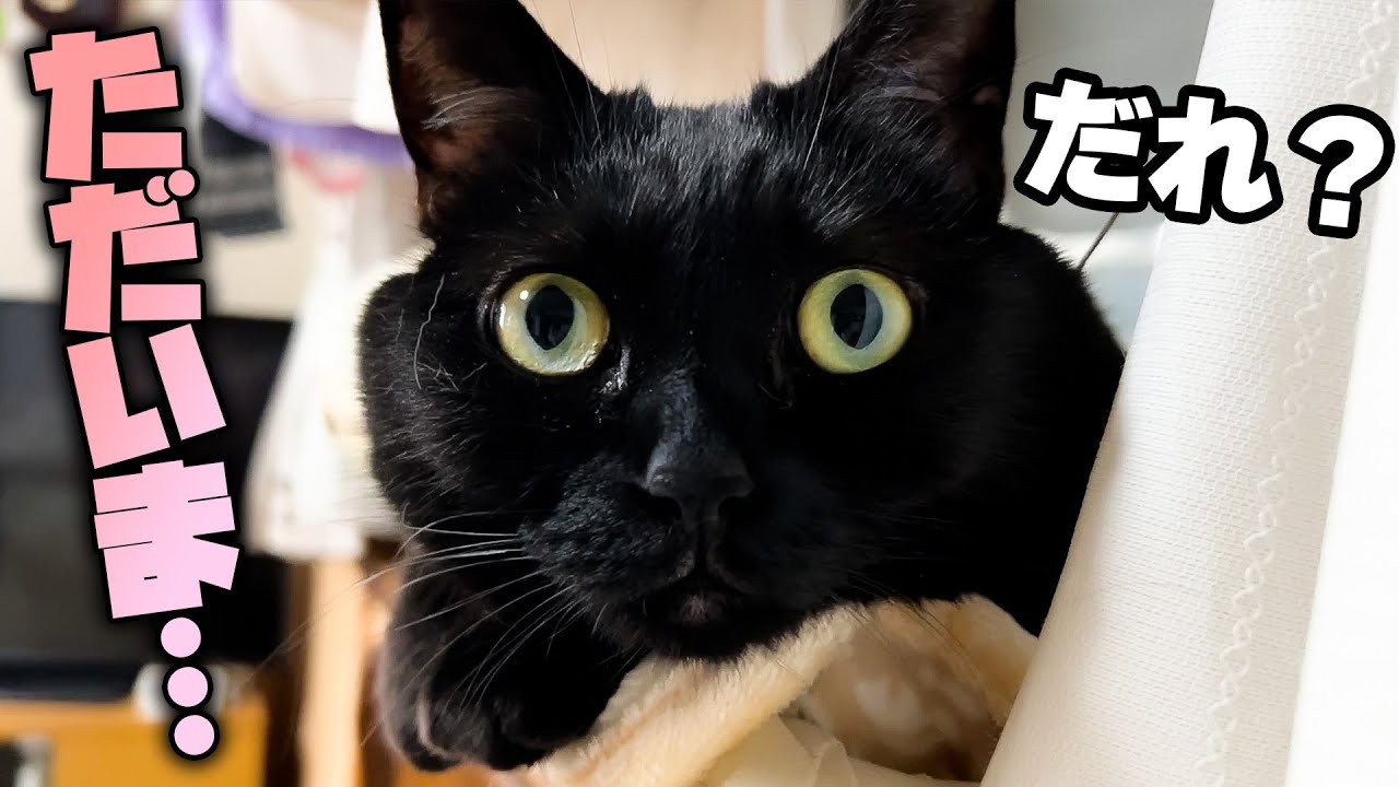 猫だらけの実家に帰宅したら黒猫しか出迎えしてくれなかったけどそれはそれでい良かった。