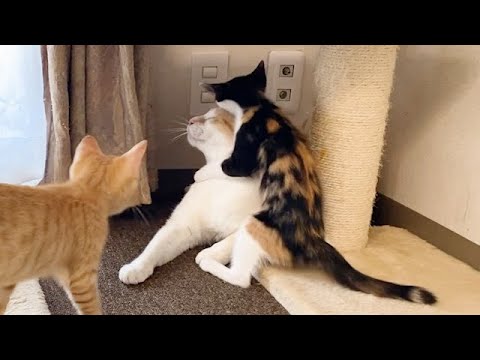 先住猫のことが好きすぎる子猫