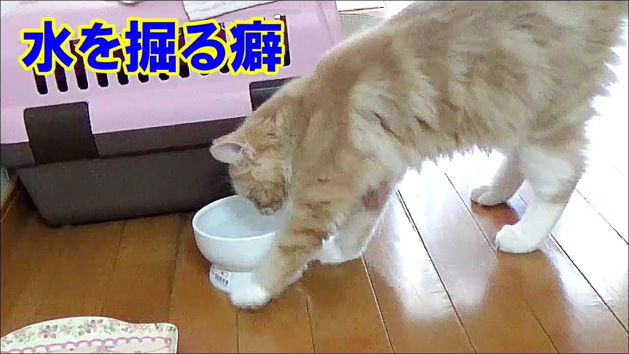 品行方正だと思っていたラガマフィン - 思わぬ癖が発覚しました
