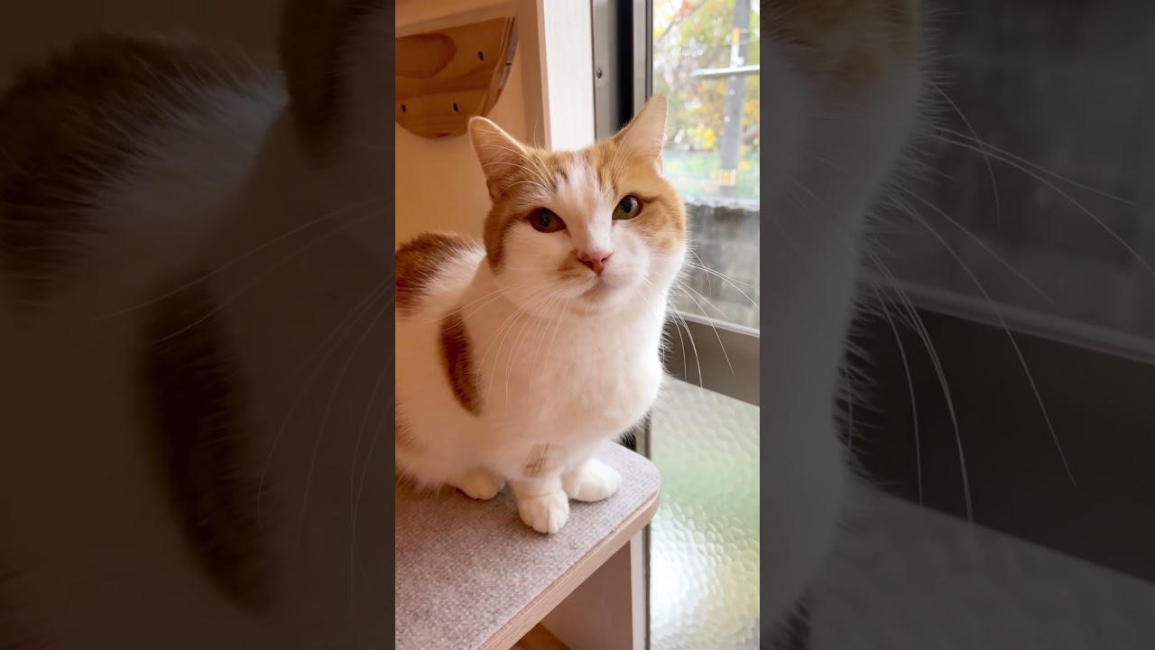 不思議そうに雪をみつめるねこ【短足マンチカン】