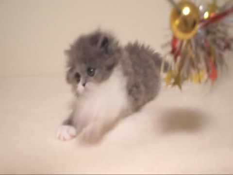 セルカークレックスLH ストレートヘアの男の子 Selkirk Rex LH Blue&White Boy (Variant