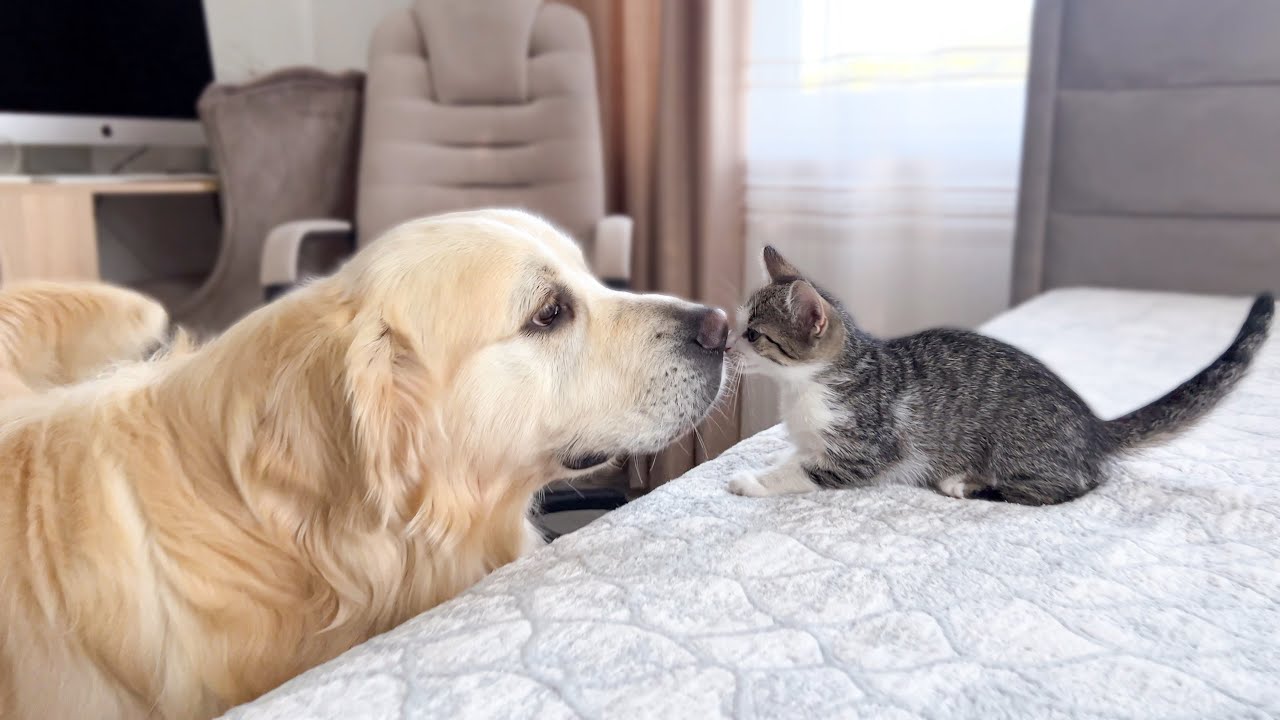 ゴールデンレトリバーと面白い子猫の出会い