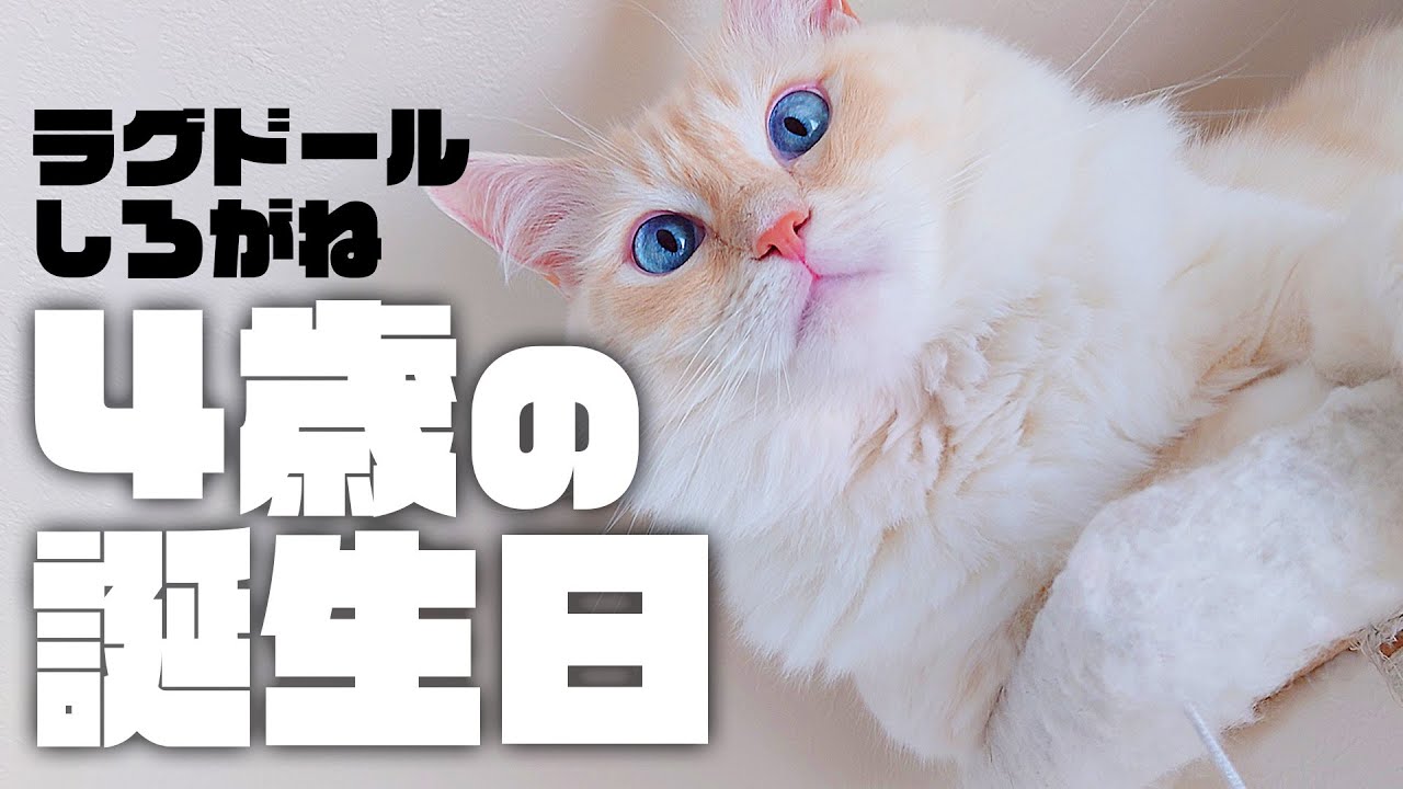 【祝🎂誕生日】ラグドールのしろがねが4歳になりました🐱