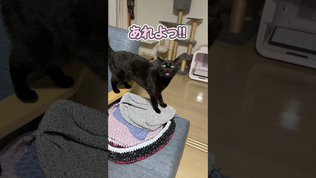 「遊んで〜っ」と大発狂する猫
