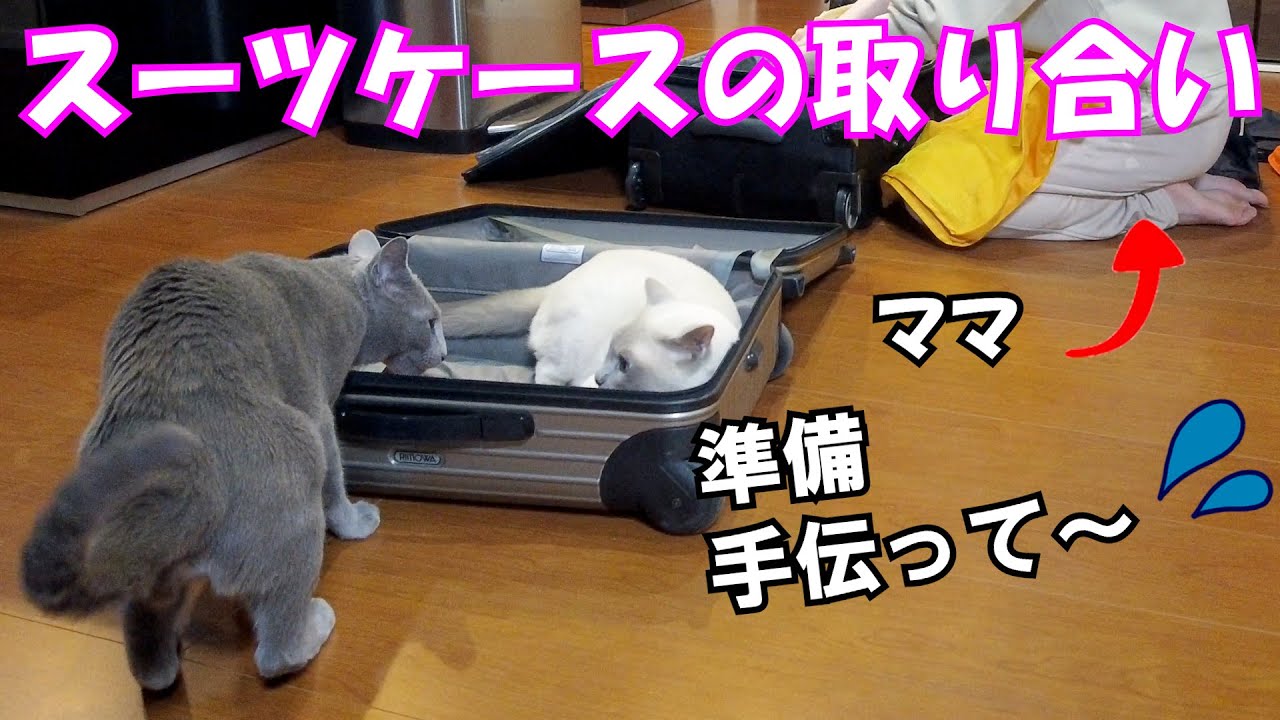 【軍配はどっち!?】【ロシアンブルー×トンキニーズ】スーツケースのサイズがちょうど良い（＃101）
